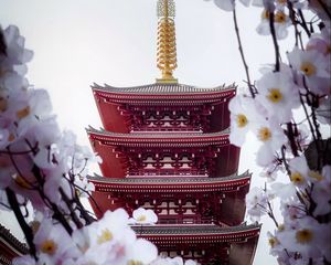 Превью обои пагода, здание, сакура, храм, цветы