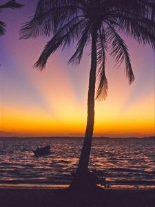 Превью обои пальма, берег, море, горизонт, закат, тропики, природа, темный