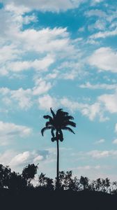 Превью обои пальма, деревья, небо, облака