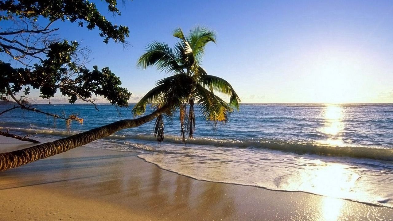 Обои пальма, деревья, пляж, берег, волна, наклон, солнце, море