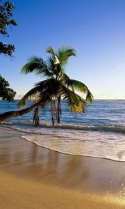Превью обои пальма, деревья, пляж, берег, волна, наклон, солнце, море