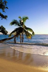 Превью обои пальма, деревья, пляж, берег, волна, наклон, солнце, море
