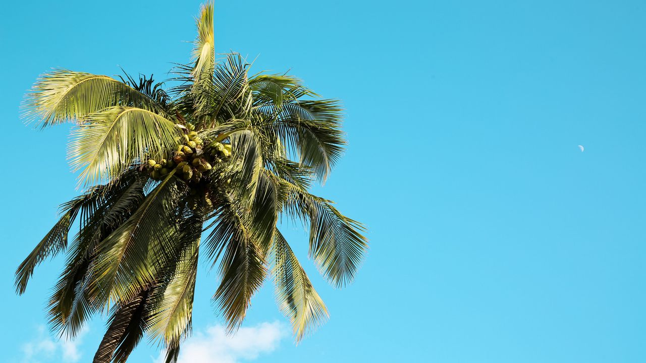 Обои пальма, дерево, кокосы, небо, лето