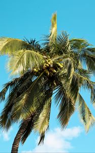 Превью обои пальма, дерево, кокосы, небо, лето