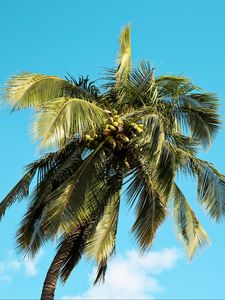 Превью обои пальма, дерево, кокосы, небо, лето