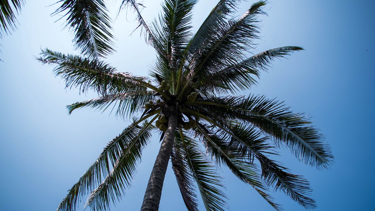Обои пальма, дерево, кокосы, небо, тропики