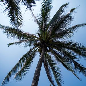Превью обои пальма, дерево, кокосы, небо, тропики
