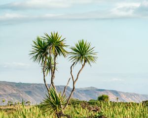 Превью обои пальма, дерево, кусты, горы, даль