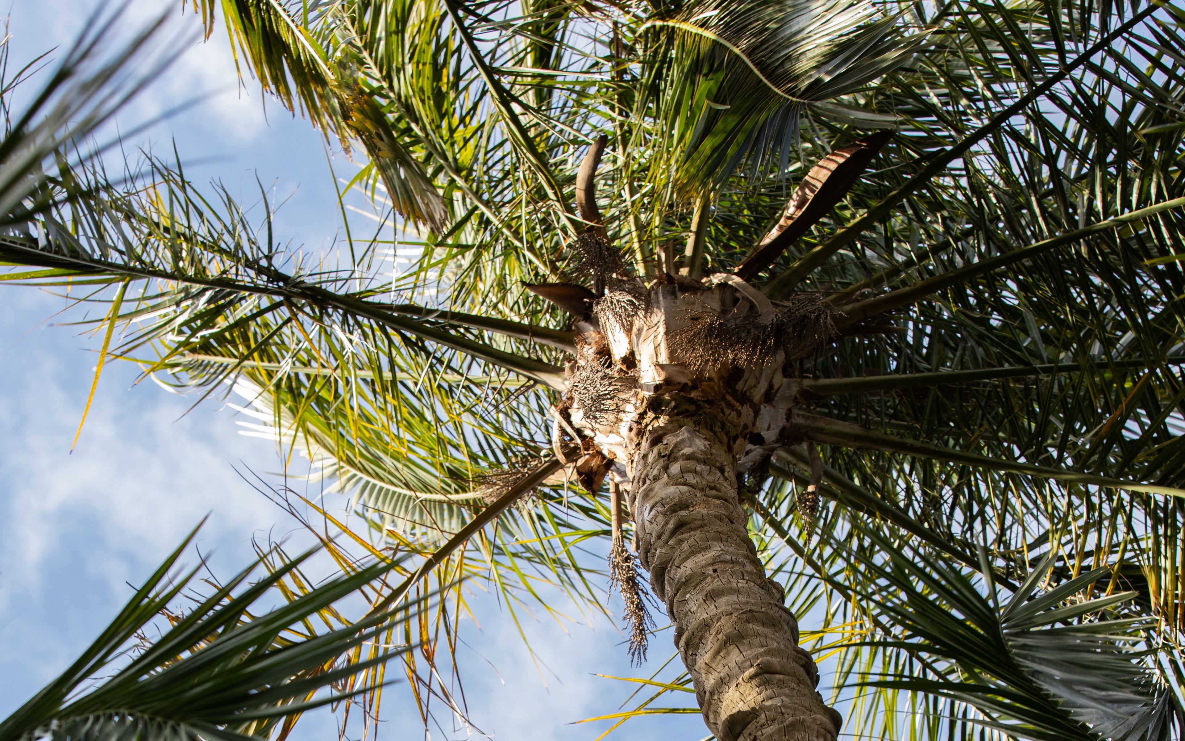 Обои ветви пальмы