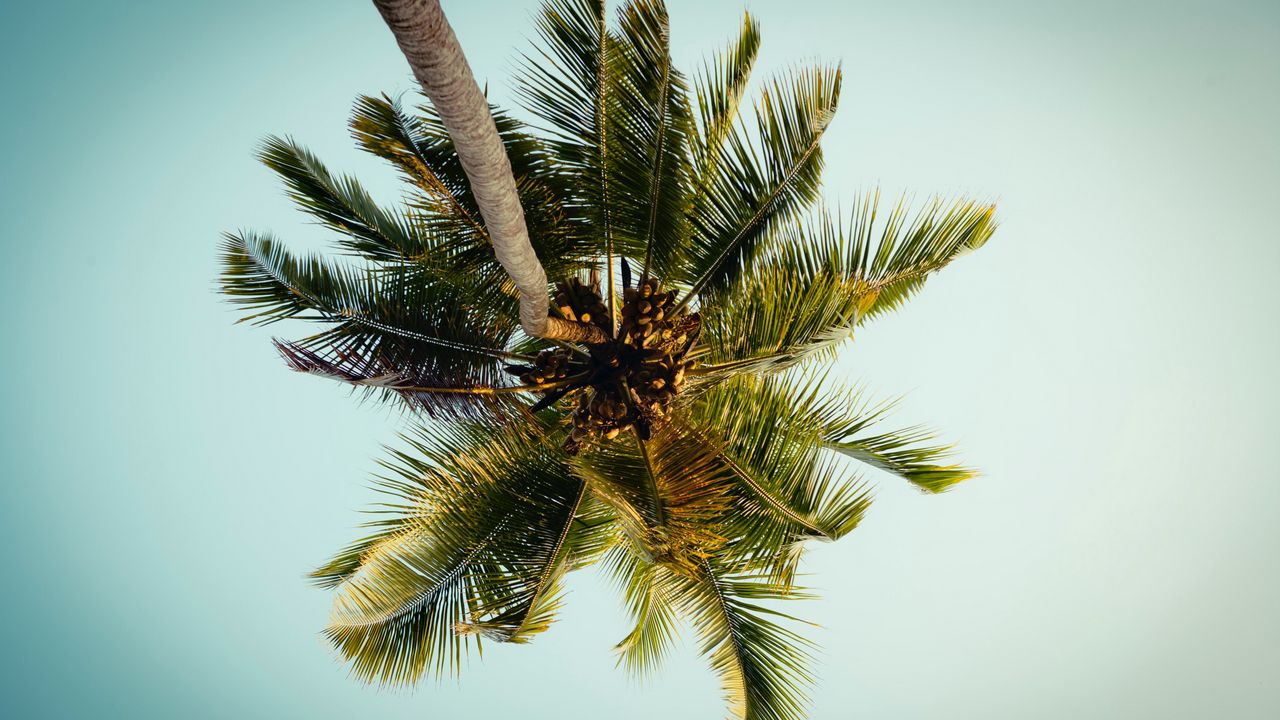 Обои пальма, дерево, листья, вид снизу, тропики