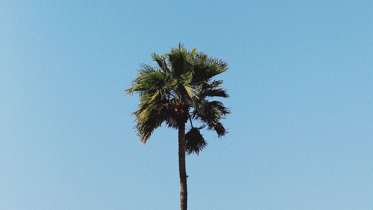 Обои пальма, дерево, минимализм