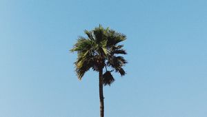 Превью обои пальма, дерево, минимализм