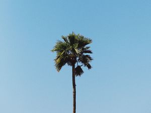 Превью обои пальма, дерево, минимализм