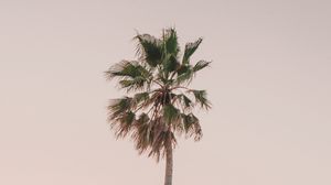 Превью обои пальма, дерево, минимализм, небо