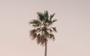 Превью обои пальма, дерево, минимализм, небо