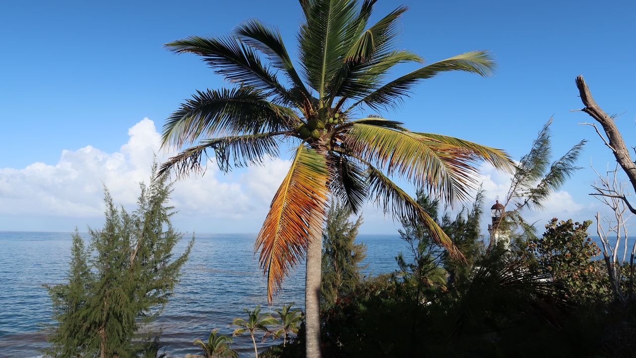 Обои пальма, дерево, море, лето