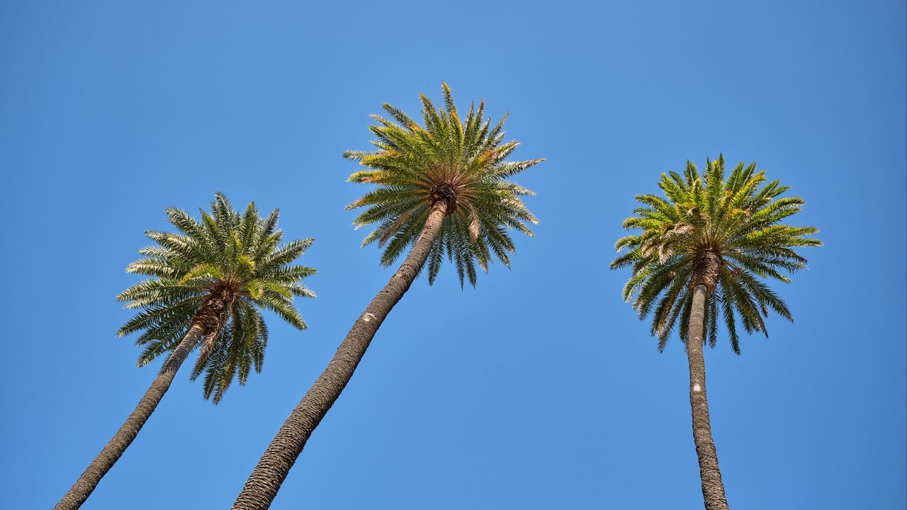 Обои пальма, дерево, небо, вид снизу, ветки