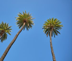 Превью обои пальма, дерево, небо, вид снизу, ветки