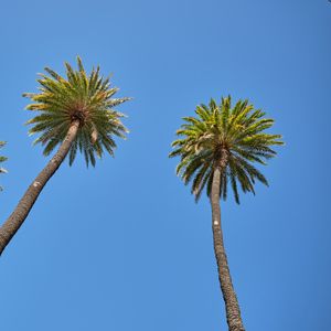 Превью обои пальма, дерево, небо, вид снизу, ветки
