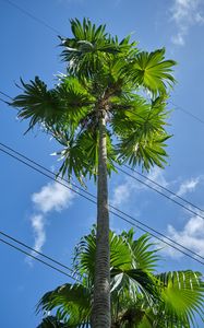 Превью обои пальма, дерево, небо, провода