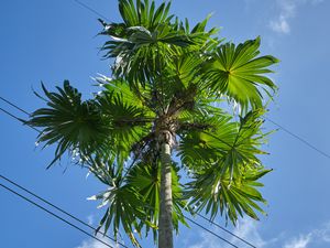 Превью обои пальма, дерево, небо, провода