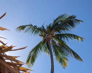 Превью обои пальма, дерево, небо, природа, тропики