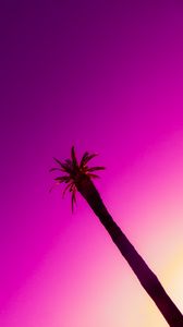 Превью обои пальма, дерево, небо, фотошоп