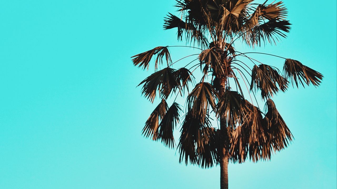 Обои пальма, дерево, небо, тропики, голубой
