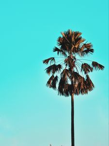 Превью обои пальма, дерево, небо, тропики, голубой