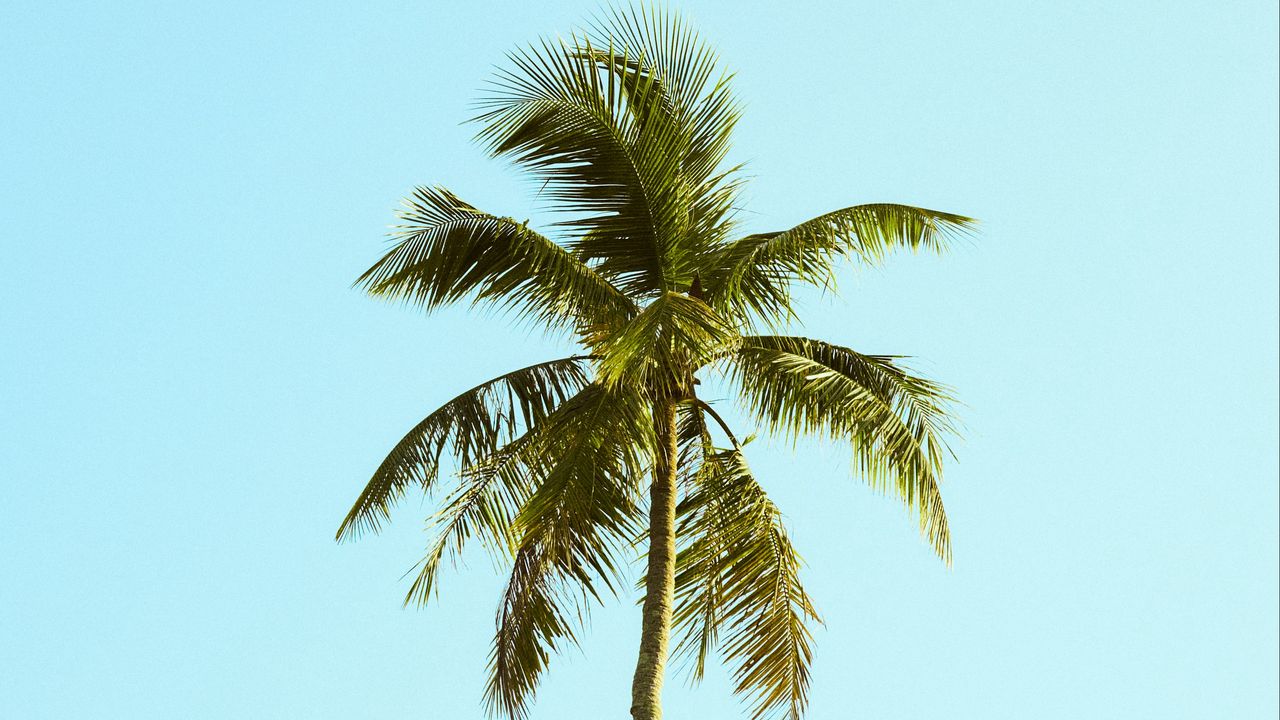 Обои пальма, дерево, небо, минимализм, природа