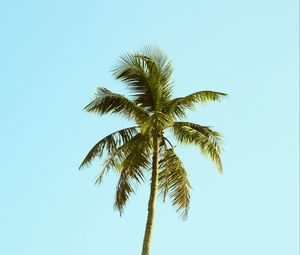 Превью обои пальма, дерево, небо, минимализм, природа