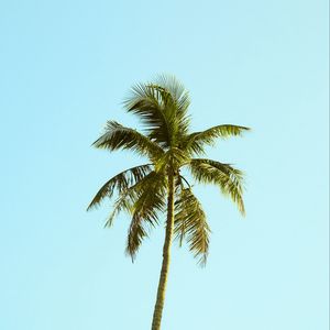 Превью обои пальма, дерево, небо, минимализм, природа