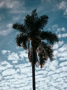 Превью обои пальма, дерево, небо, облака, тропики