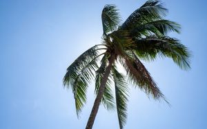Превью обои пальма, дерево, небо, тропики, лето