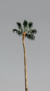 Превью обои пальма, дерево, небо, природа, минимализм