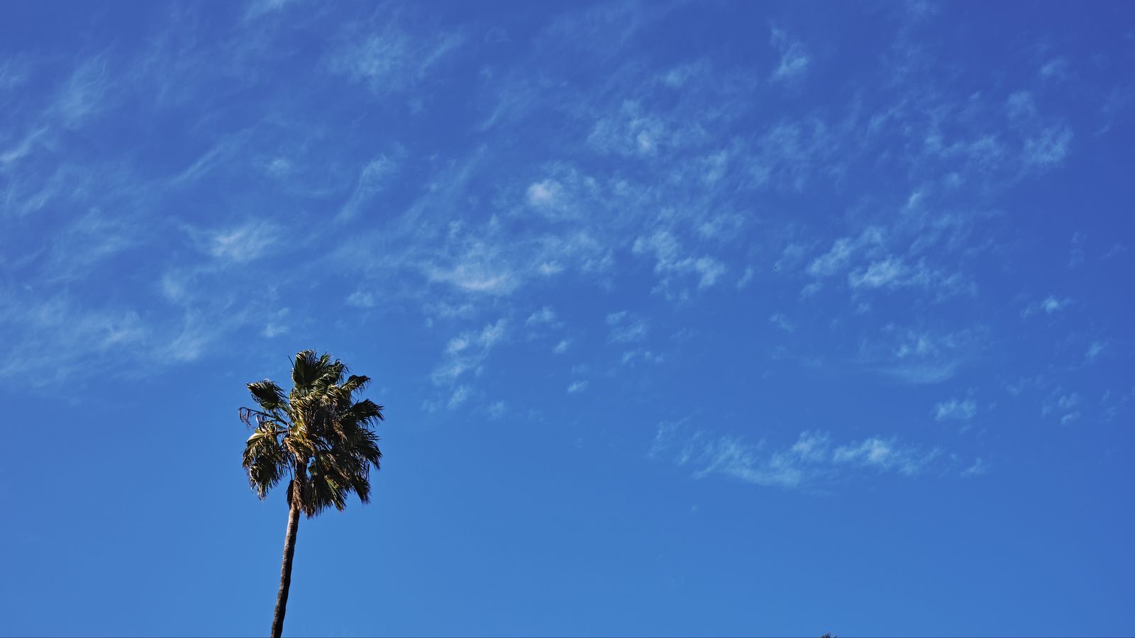 1600x900 Обои пальма, дерево, небо, облака, минимализм