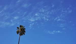 Превью обои пальма, дерево, небо, облака, минимализм