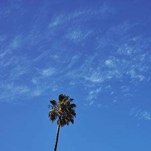 Превью обои пальма, дерево, небо, облака, минимализм