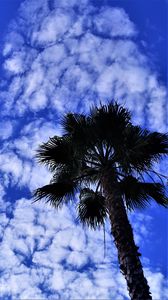 Превью обои пальма, дерево, небо, облака, лето