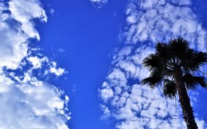Превью обои пальма, дерево, небо, облака, лето