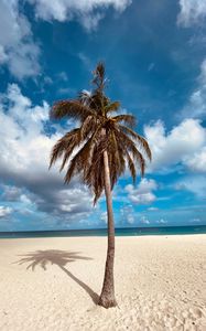 Превью обои пальма, дерево, песок, пляж, лето