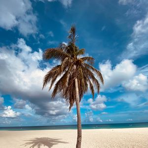 Превью обои пальма, дерево, песок, пляж, лето