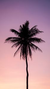 Превью обои пальма, дерево, темный, сумерки, фиолетовый