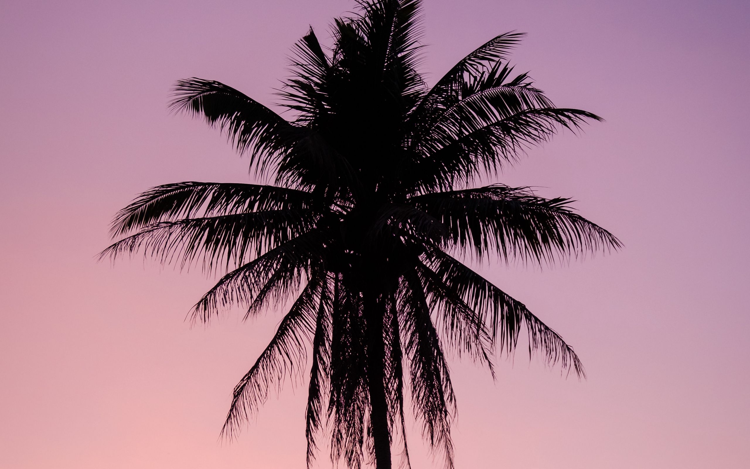 Пурпурная Пальма