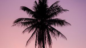 Превью обои пальма, дерево, темный, сумерки, фиолетовый