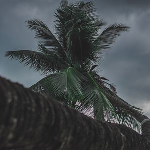Превью обои пальма, дерево, тропический, растение