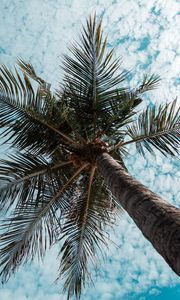 Превью обои пальма, дерево, тропики, ветки, вид снизу