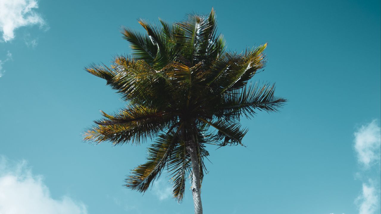 Обои пальма, дерево, тропики, небо, облака