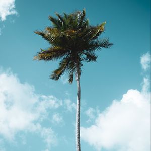 Превью обои пальма, дерево, тропики, небо, облака