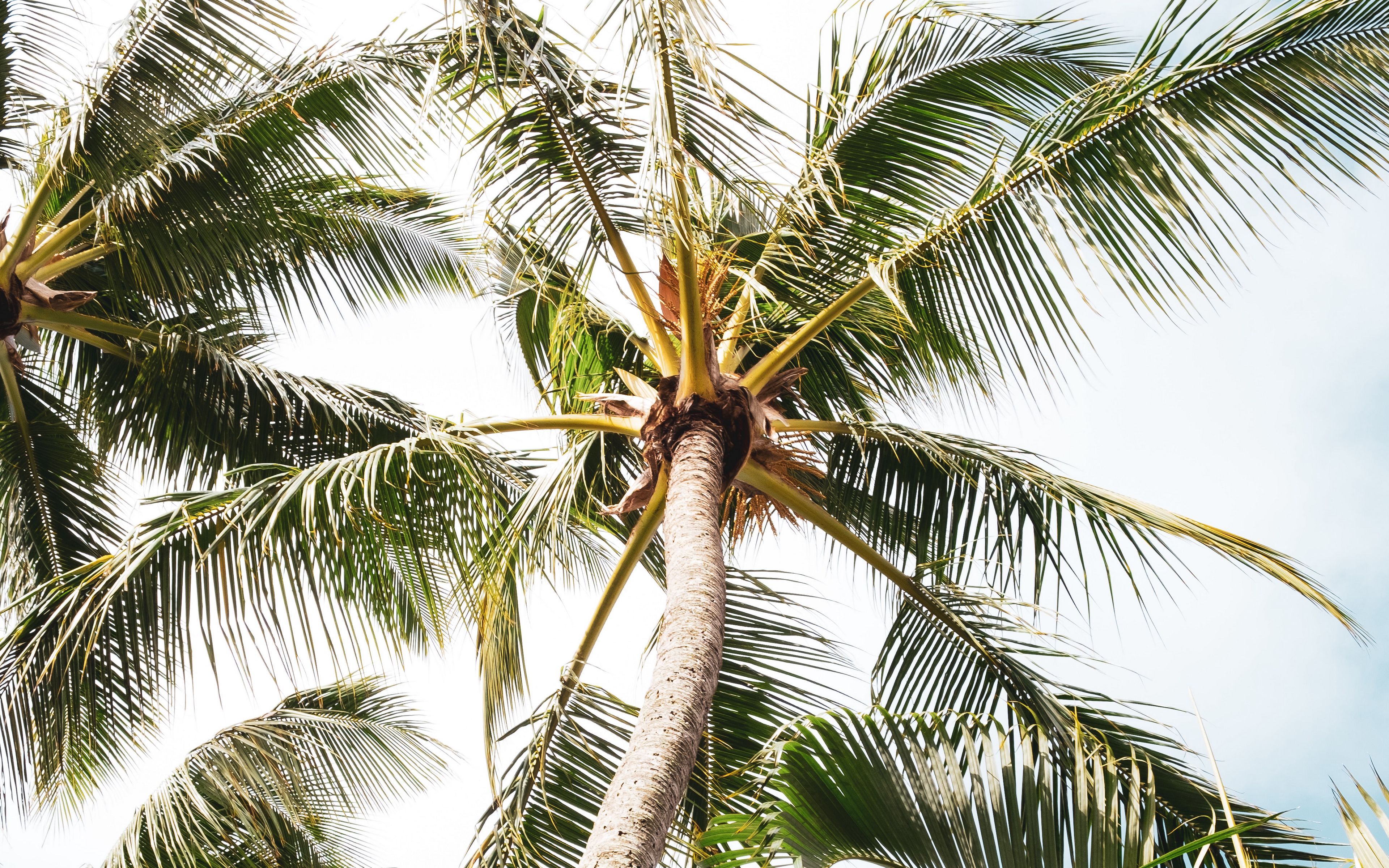 Ветвь пальмы